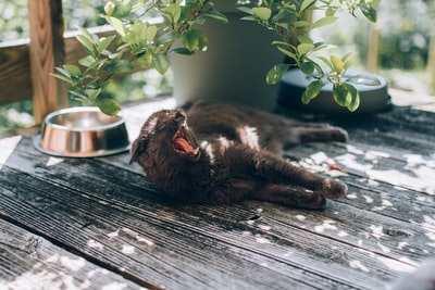 黑猫躺在黑色的木地板时打哈欠
